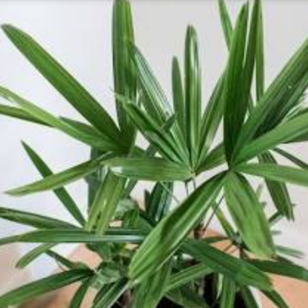 2 Lady Palm Rhapis Palm With Roots Young Plants 1-2 ft. 2 sets sold already